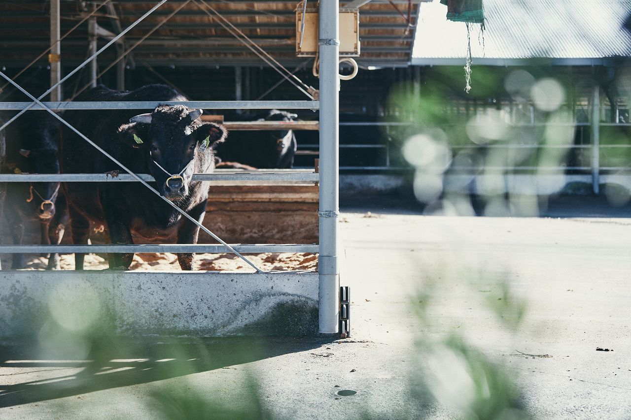 清潔な牛舎