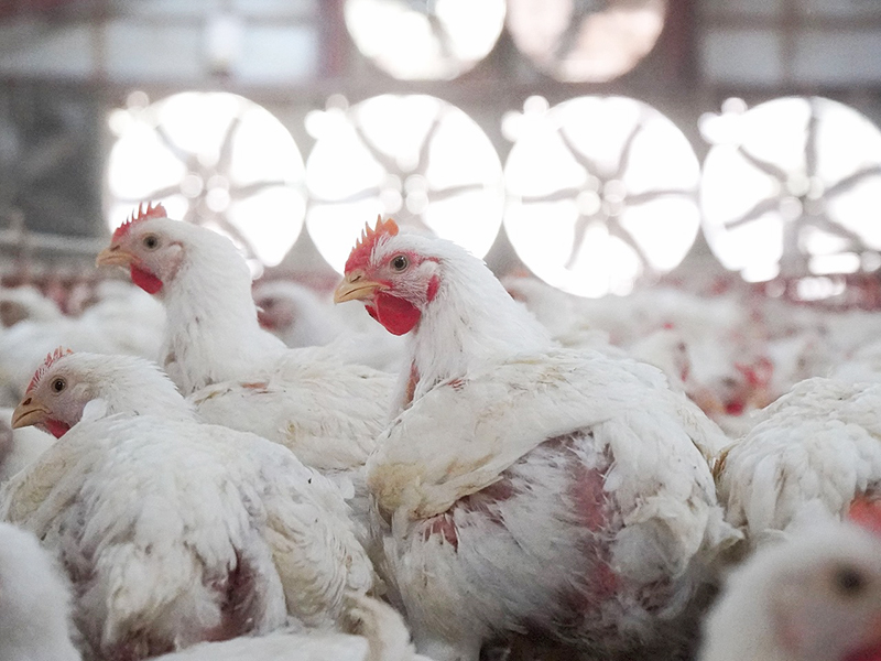 鹿児島いいとこ鶏