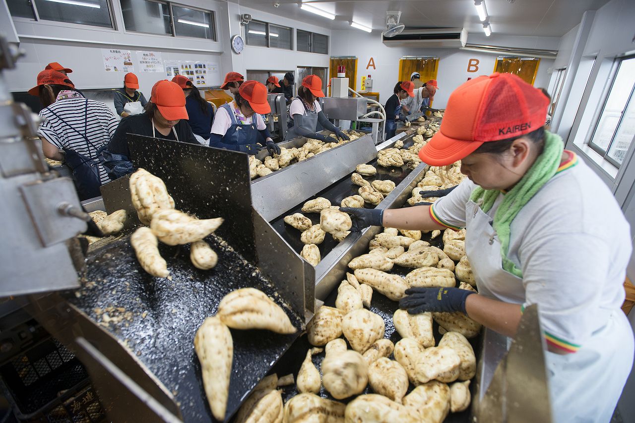 焼酎用さつまいも加工
